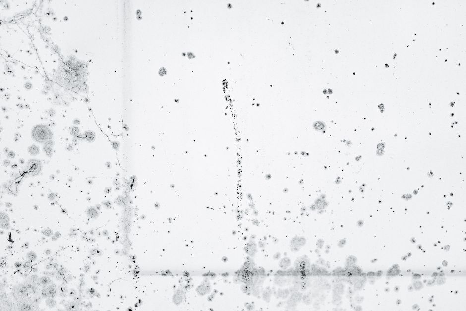 Få bort mögel: rätt metod för kakel, fog, tyg och trä